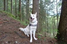 Learning about dog training